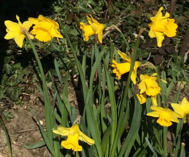 Daffodils