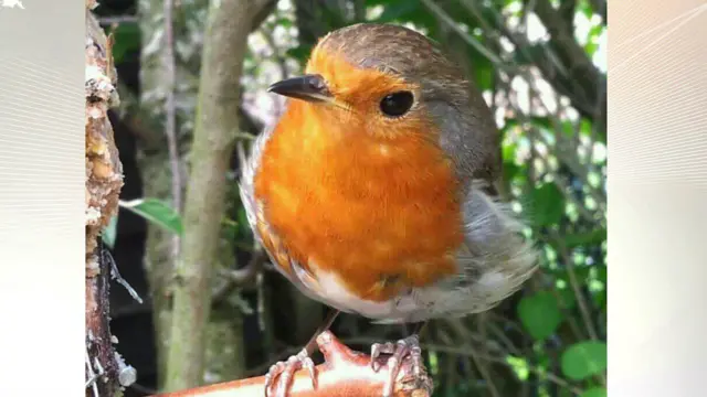 Robin in Stafford