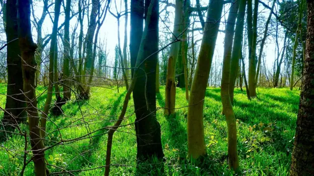 Sun shines through trees in Leighton Buzzard