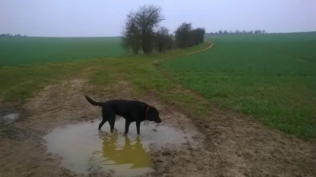 Dog paddling in puddle