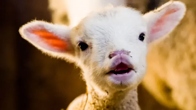 Little baby lamb