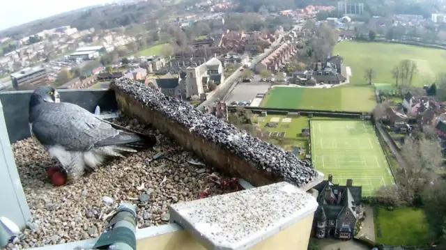 Peregrine falcon hen