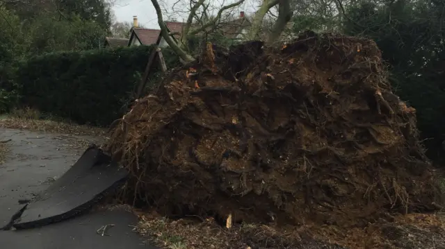 Tree down in Hampshire