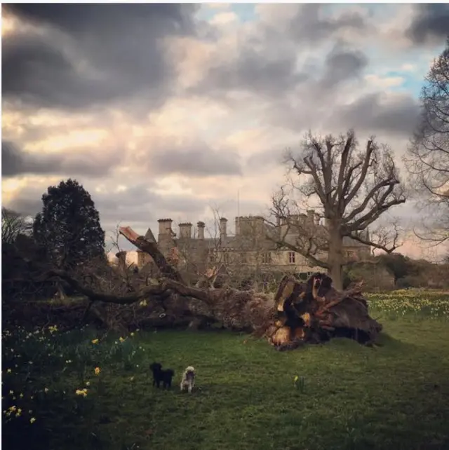 Tree uprooted at Beaulieu Palace House