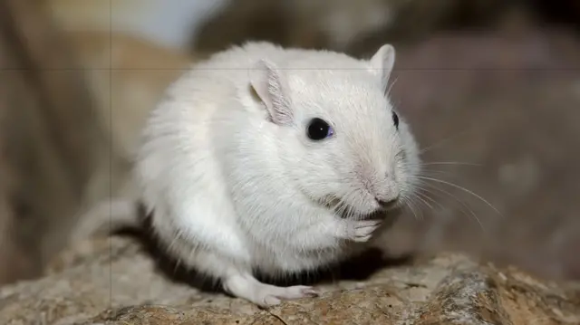 Gerbil