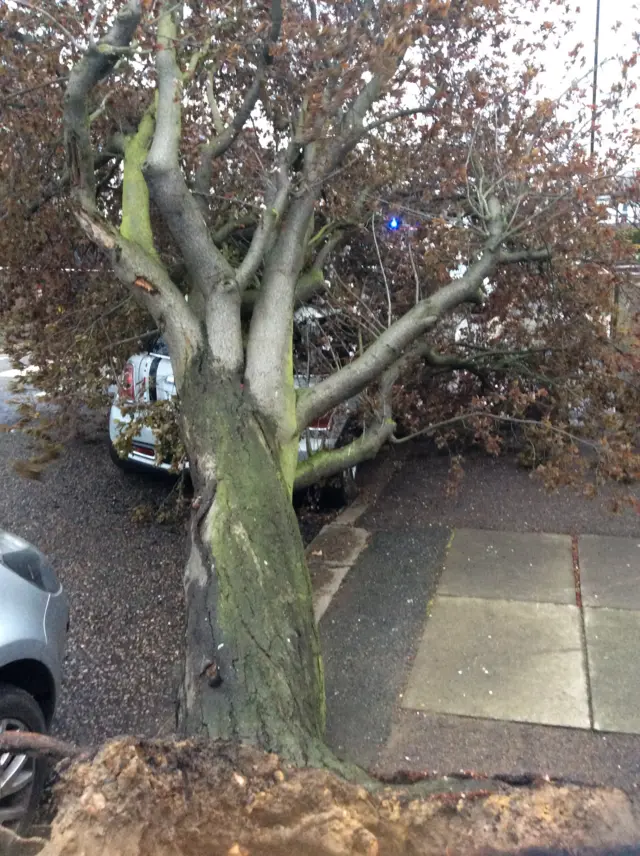 Tree crushing car in Catford