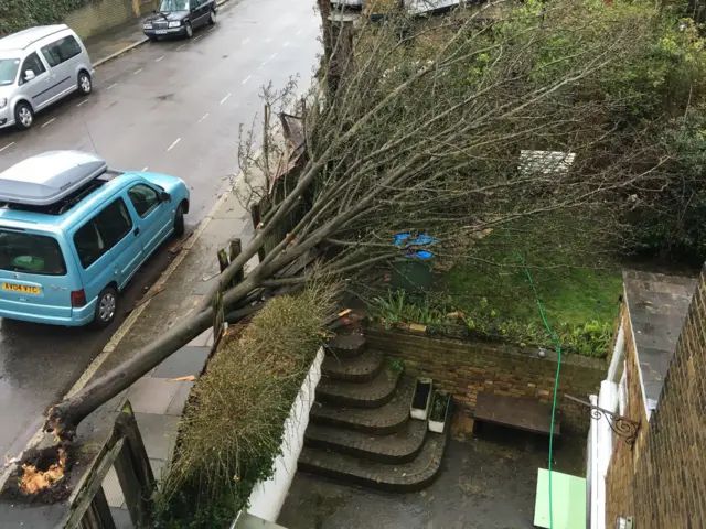 Fallen tree in Twickenham