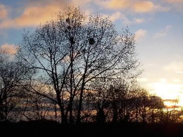 Trees against a skyline