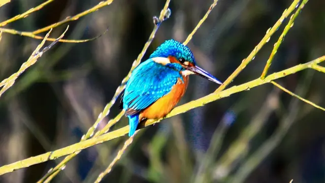 Kingfisher at Wolsley bridge nature reserve