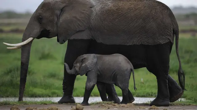 Baby elephant and mother