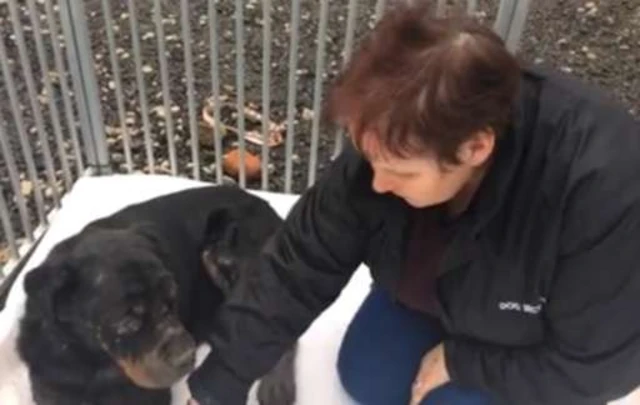 The rottweiler dog nicknamed Elvis who was found neglected