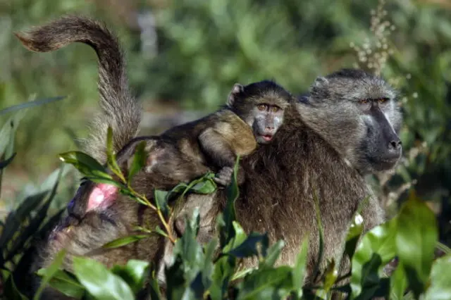Baby baboon on its mother's back - South Africa