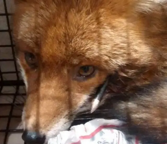 Fox speared by crossbow bolt