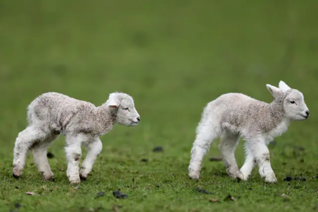 Lambs