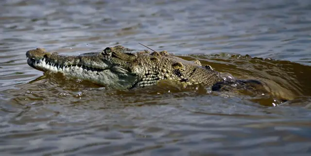 Crocodiles