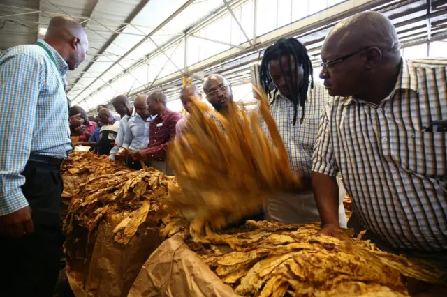 Tobacco auctioneers and buyers seen during the first day of the 2016 tobacco marketing season at the Tobacco Sales Floors in Harare, Zimbabwe, 30 March 2016.