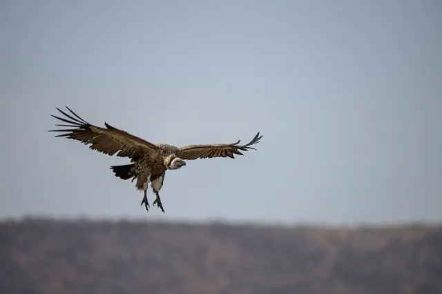 A vulture in South Africa