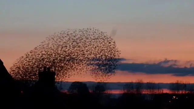 Murmuration in Rocester