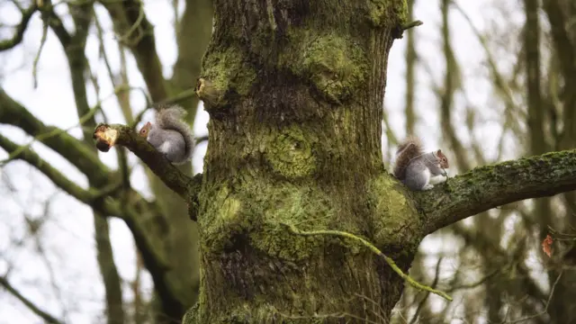 Two squirrels up a tree