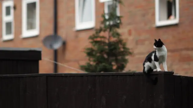 Cat on the fence