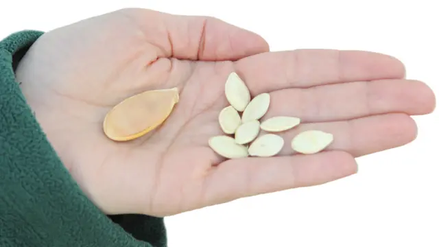 Giant pumpkin seed