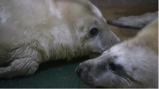 Seal pups