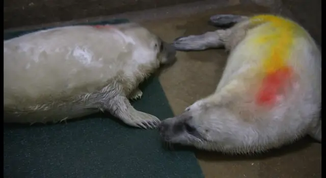 The twin seal pups, at the RSPCA hospital in East Winch