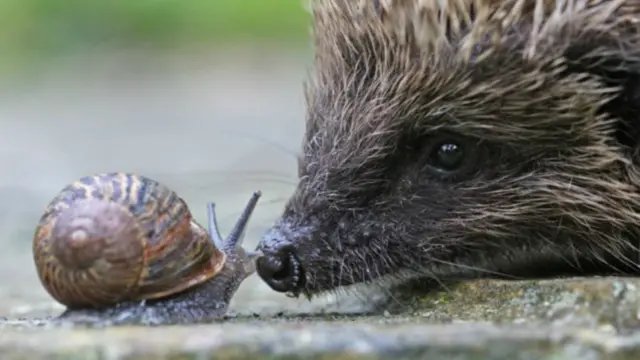 Hedgehog and snail