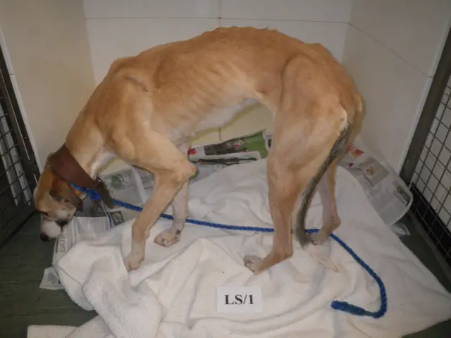 The adult lurcher dog, named Bella, in a cage