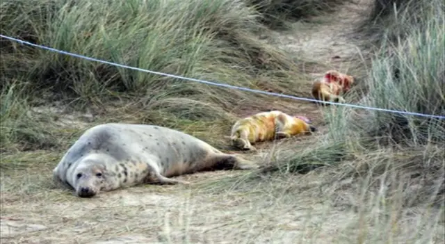 The seal pups and their mother, at Horsey Gap