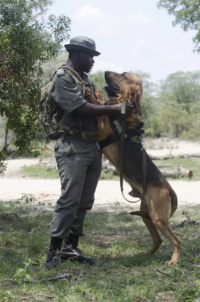 dog on hind legs with handler