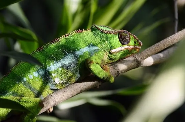 Chameleon