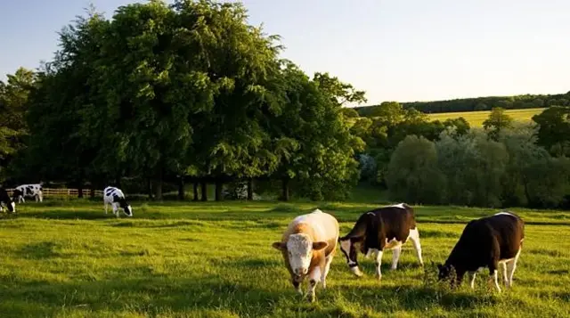 Cattle in a field