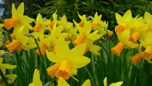 Daffodils