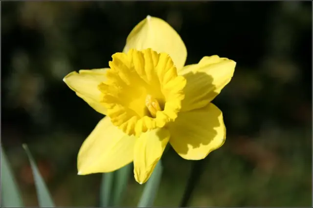 Daffodil