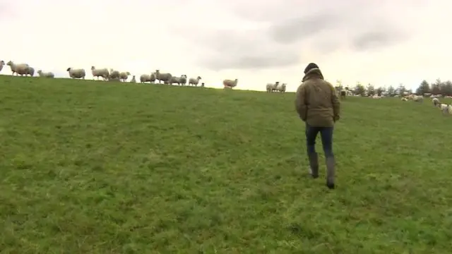 Sheep farmer and sheep