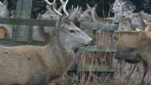 Red deer in Bradgate park