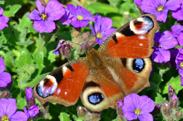 Peacock Butterfly