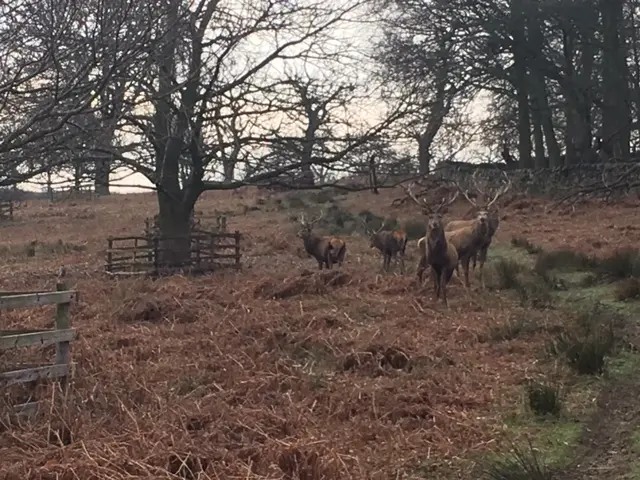 Red deer at Bradgate Park