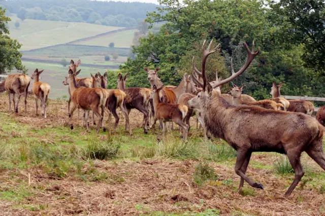 Red deer