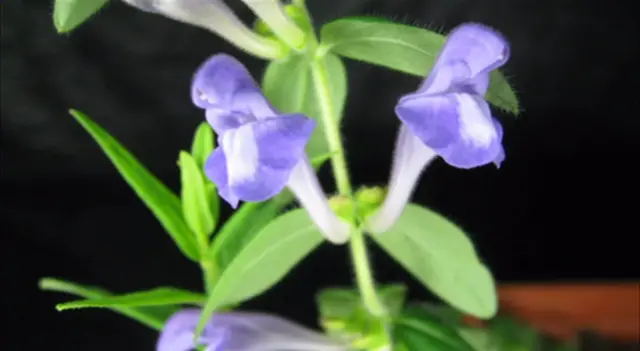 The Chinese skullcup, with purple and white petals and green leaves