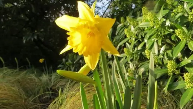 Daffodils