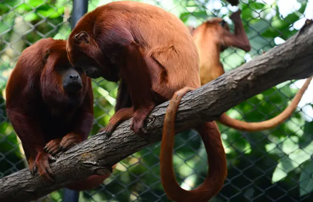 A red howler monkey (Alouatta seniculus) are seen during its recovery at the Santa fe zoo in Medellin, Antioquia department, Colombia