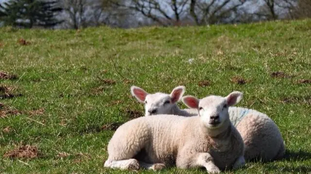 Sheep in Leek