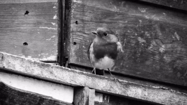 Bird on fence