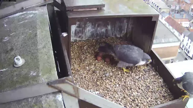 Falcon nest view from webcam