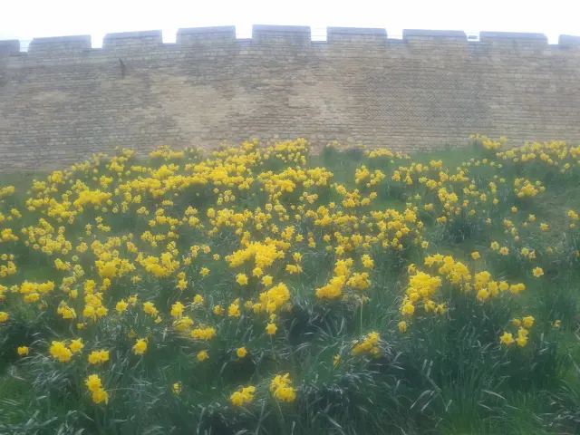 Daffodils at Lincoln Castle