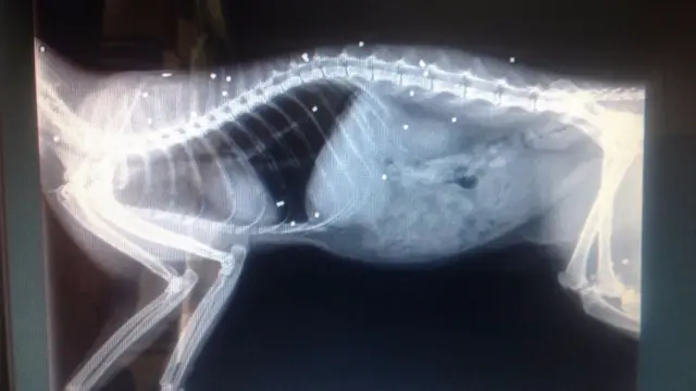 X-ray of cat