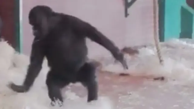 The dancing gorilla