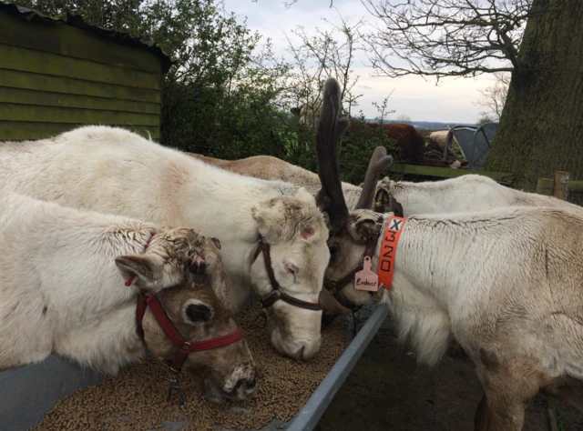 Reindeer at farm in Blithbury